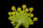 Wild parsnip